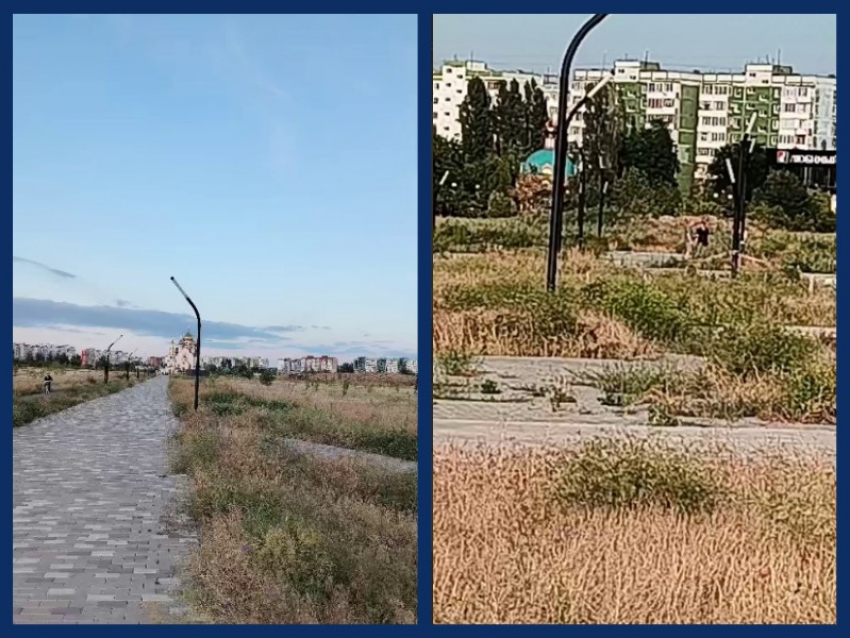  «Это просто позор!»: волгодончанка сняла на видео гибель деревьев в парке «Молодежный» 