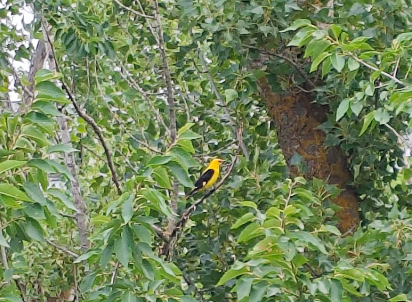 Удивительную певучую желтую птицу из тропиков заметили в Волгодонске 