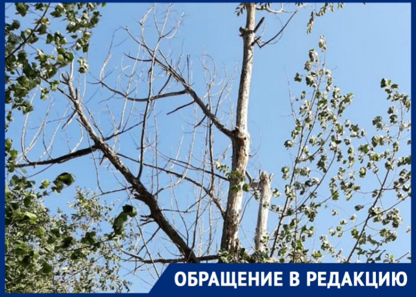 «Сухие деревья уже много лет являются угрозой для жизни детей»: волгодонцы 