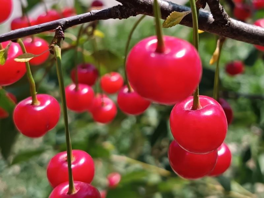 В среду в Волгодонске ожидается ясный и жаркий день