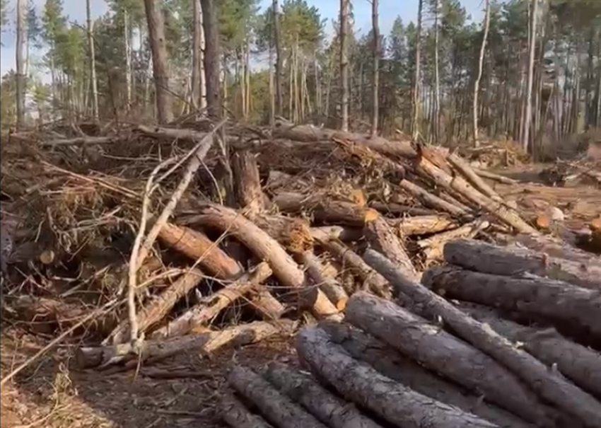 Массовую вырубку деревьев в заповедном сосновом лесу зафиксировали у поселка Дубравный местные жители