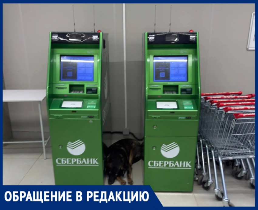 «Магнит» для бездомных собак: покупатели магазина на Энтузиастов, 50 возмущены засильем животных