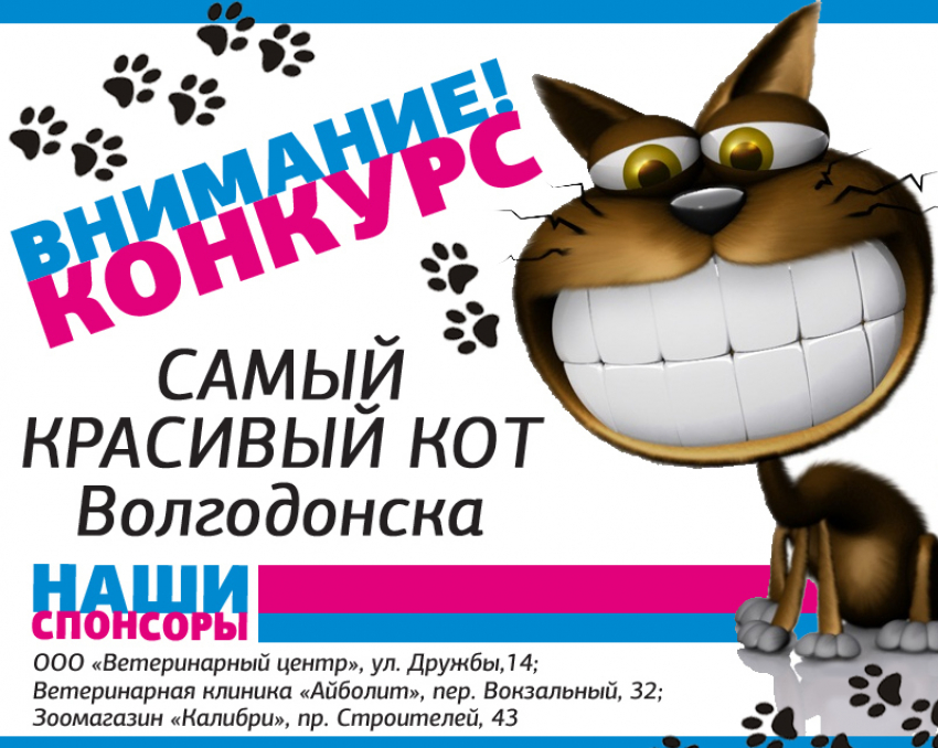 Голосование в конкурсе «Самый красивый кот Волгодонска» стартует уже в ближайшие выходные