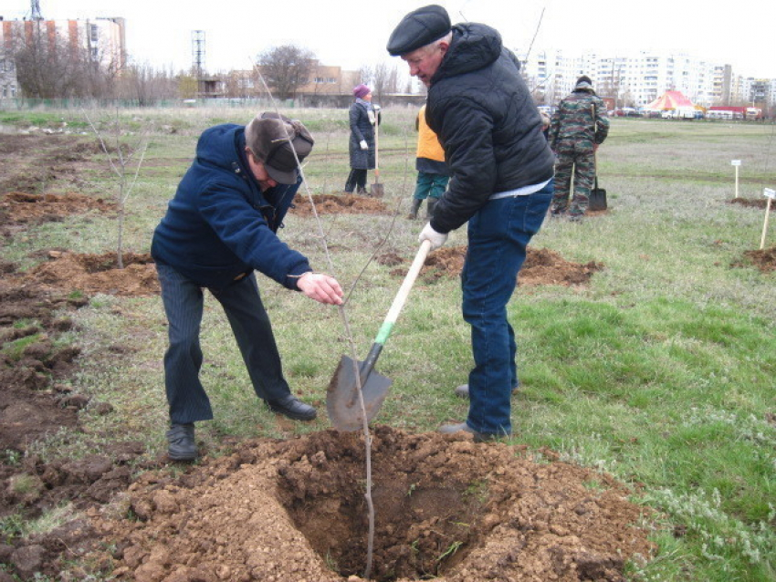 Волгодонск засадят деревьями