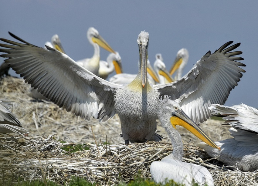 Заповедный остров для спасения редких пеликанов создадут в Орловском районе