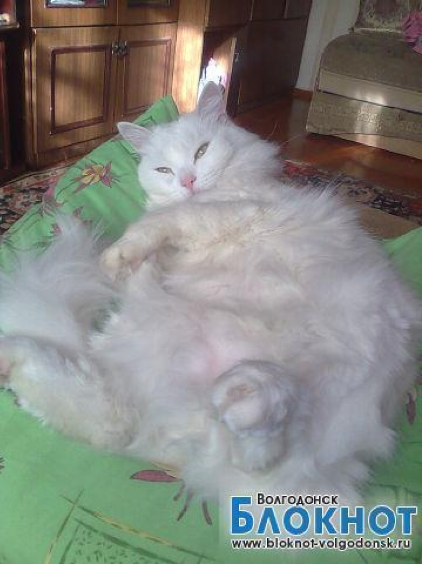 Степа — тридцать пятый участник конкурса «Самый красивый кот Волгодонска»