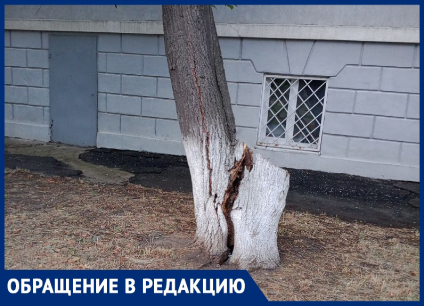 Дерево может упасть на Детскую театральную школу: волгодонец