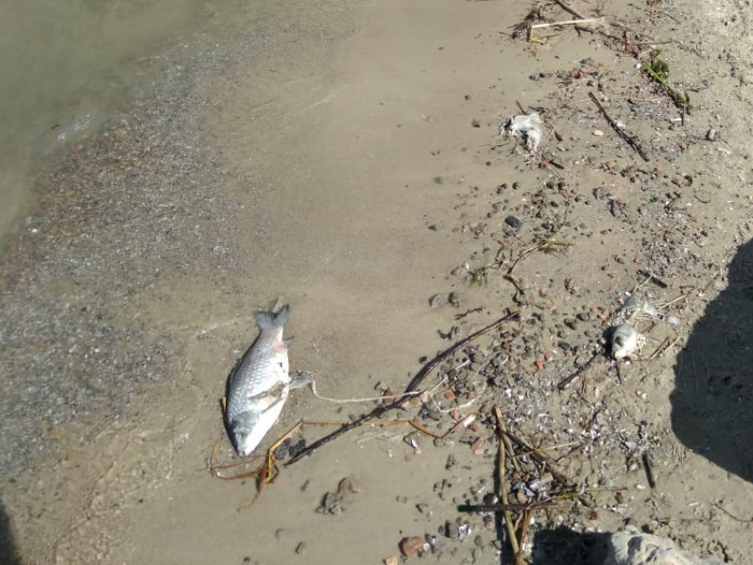 Браконьеры убили током рыбу в районе набережной Волгодонска