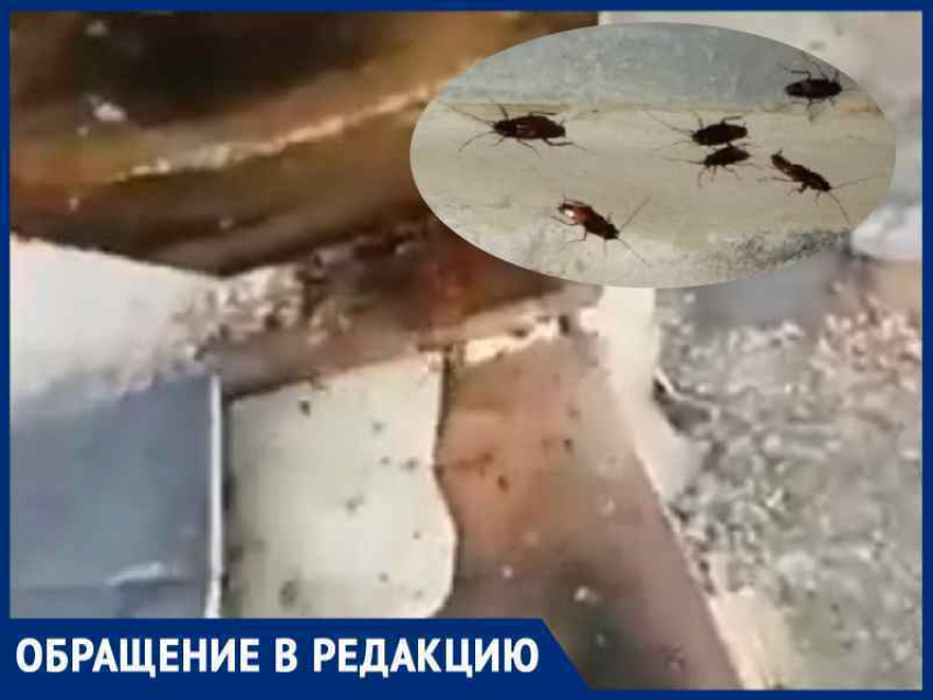 Огромные сверхбыстрые тараканы захватили дом на Ленина в Волгодонске