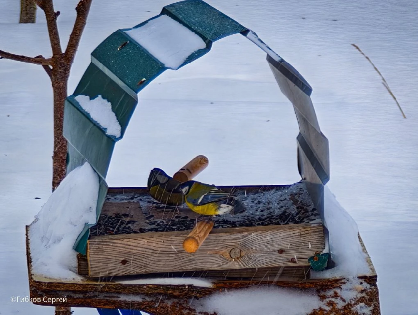 Морозы не собираются уходить из Волгодонска