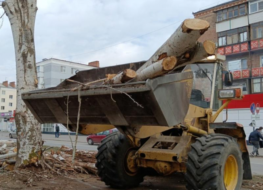 Ряд опасных участков со старыми деревьями на улице Ленина привели в порядок