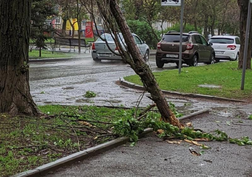 Шквалистый ветер повалил дерево на улице Ленина в Волгодонске