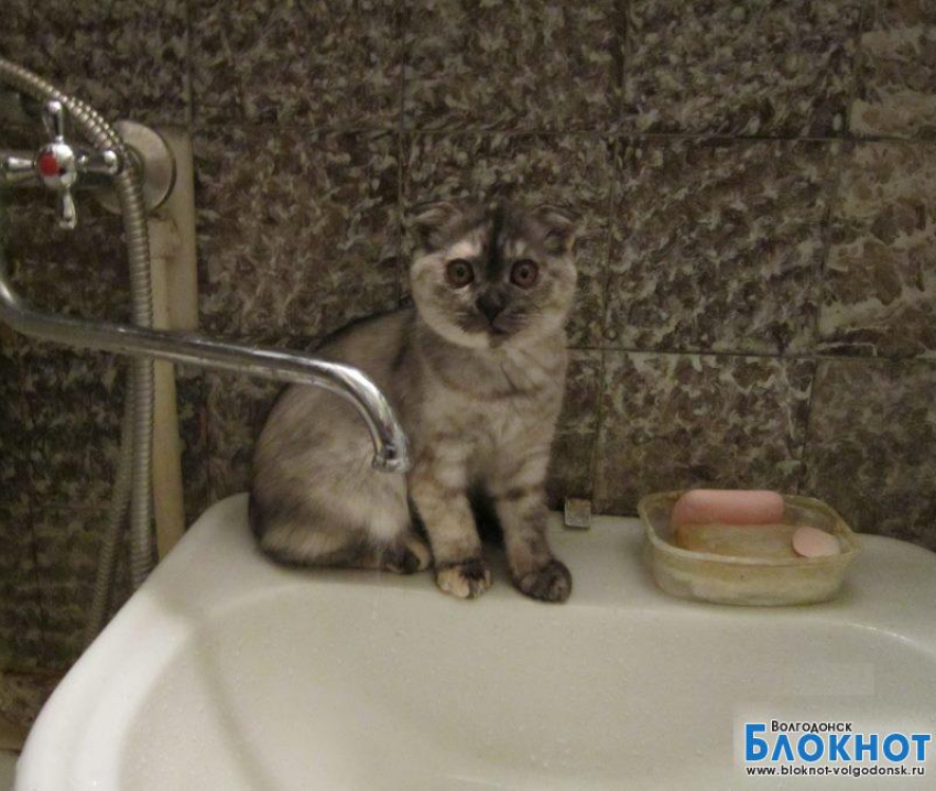 Кузина - 59-я участница конкурса «Самый красивый кот Волгодонска»