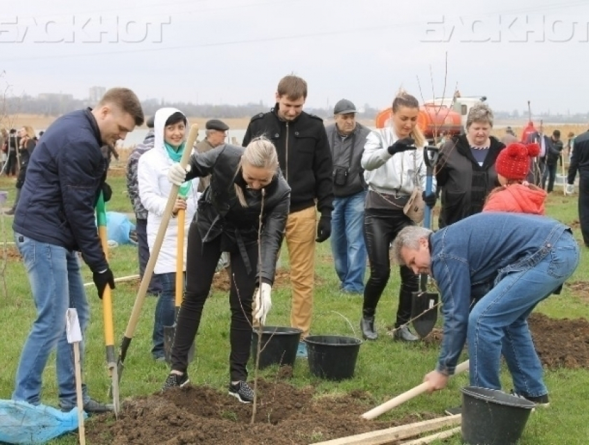 «Посади свое дерево!»: в Волгодонске пройдет День древонасаждения 