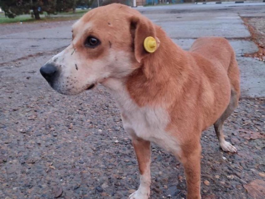 В Волгодонске вступил в силу запрет на выпуск бродящих собак в школах и садах 