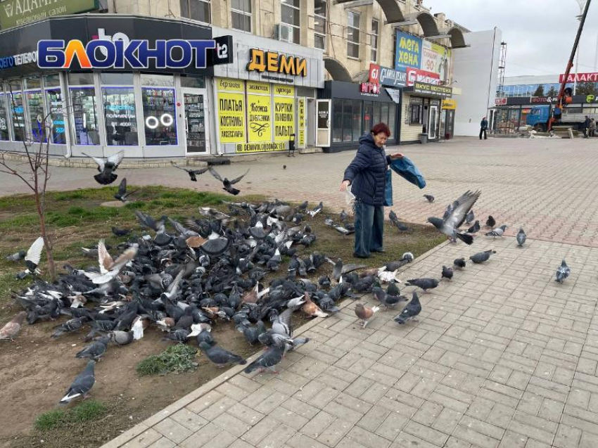 Сердобольные бабушки: почему Волгодонск утопает в голубином помете