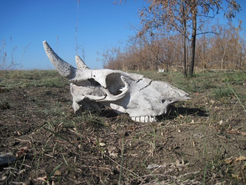 В Волгодонске в районе городской свалки неизвестные выбросли 20 коровьих голов