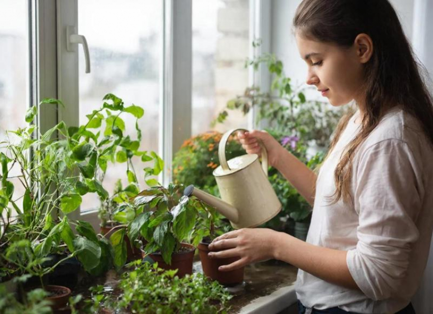 Зеленая грядка на вашем подоконнике: как вырастить свежую зелень зимой