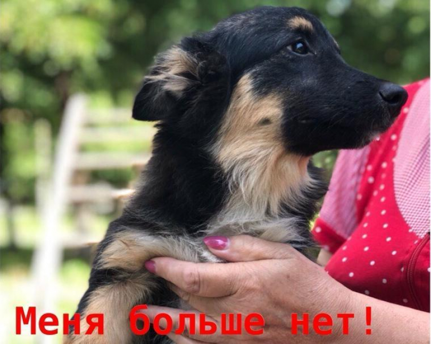 Беззащитного щенка насмерть забили палками трое мужчин в Волгодонске