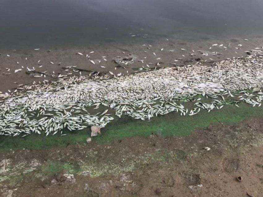 Тысячи мелких дохлых рыб выбросило на берег Цимлянского водохранилища