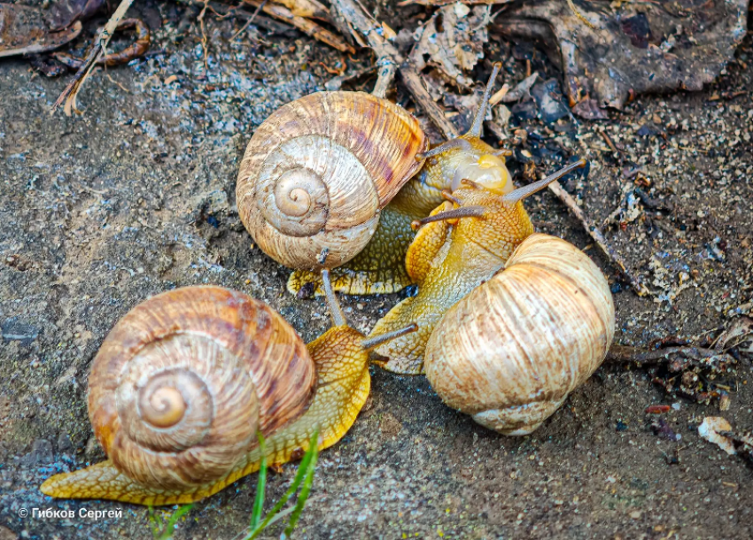 Любовный парад улиток заметили на «коммунальном болоте» в Волгодонске 