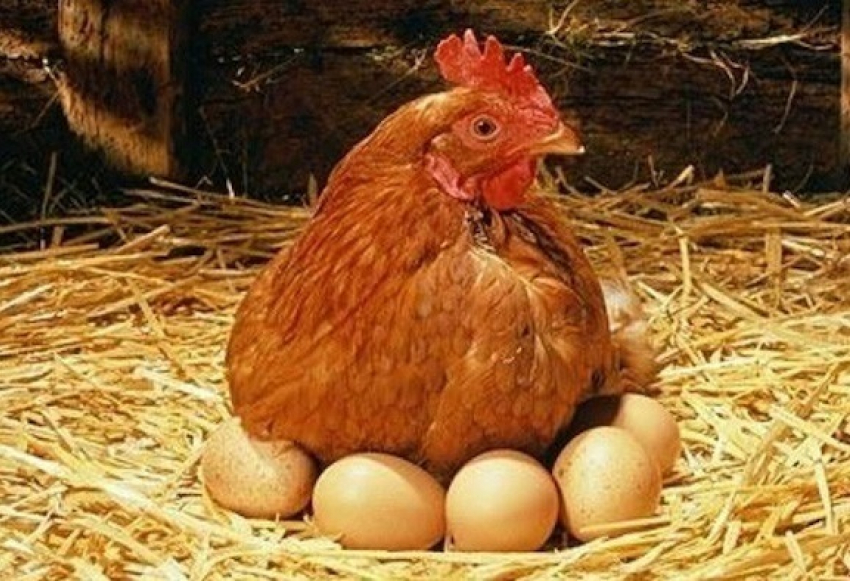 Размер гнезда для курицы несушки: своими руками, фото и чертежи, видео
