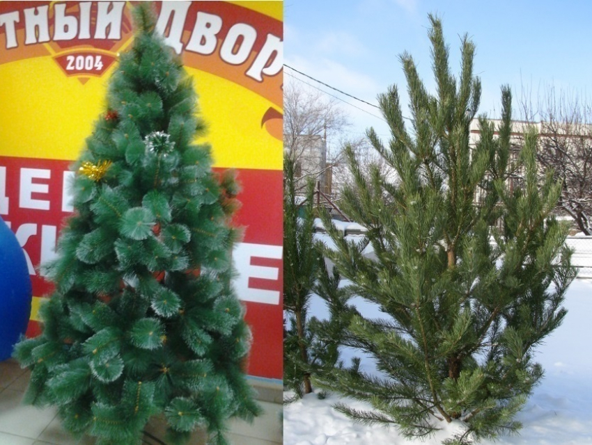Искусственная или живая: где в Волгодонске купить новогоднюю елку