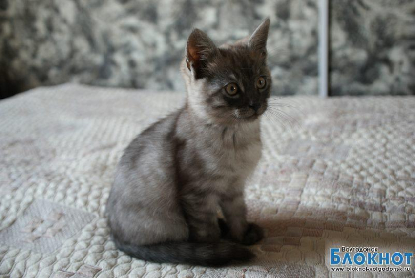 Шелдон — 46-й участник конкурса «Самый красивый кот Волгодонска»