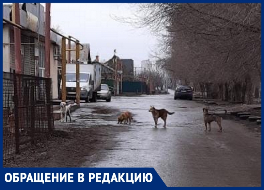 Волгодонцев в Красном Яру возмущают бегающие повсюду крупные собаки