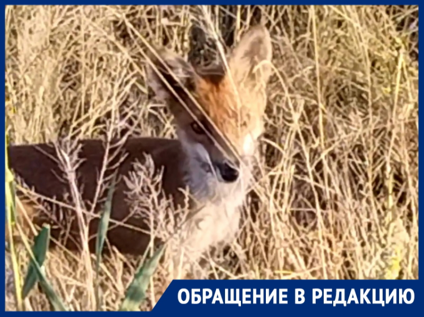 Голодная гостья ест сосиски и хлеб: в поисках еды к людям вышла лиса