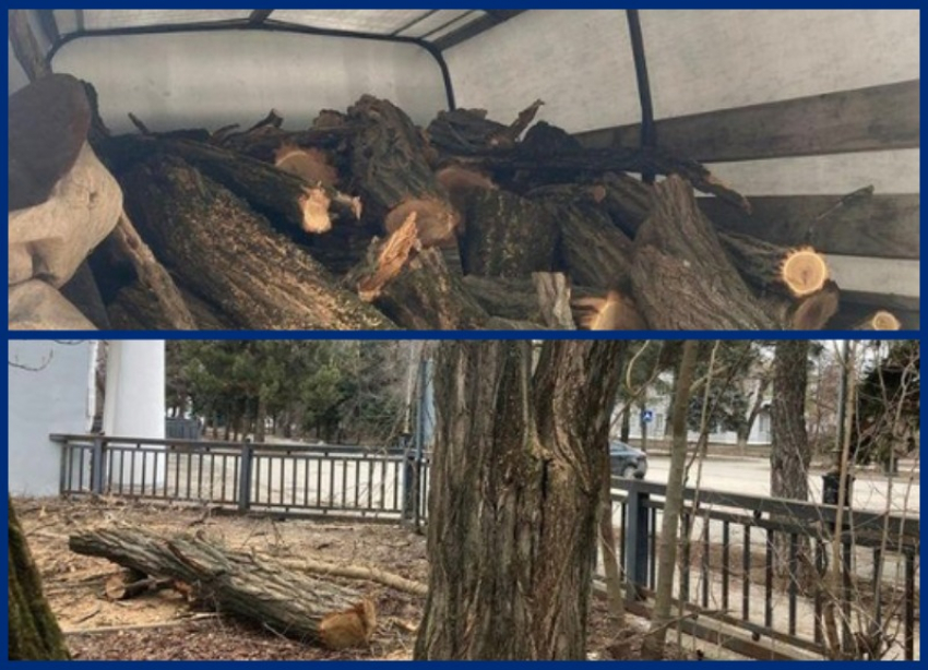 Недобросовестные бизнесмены воспользовались последствиями «деревьепада» в Волгодонске: областная инспекция