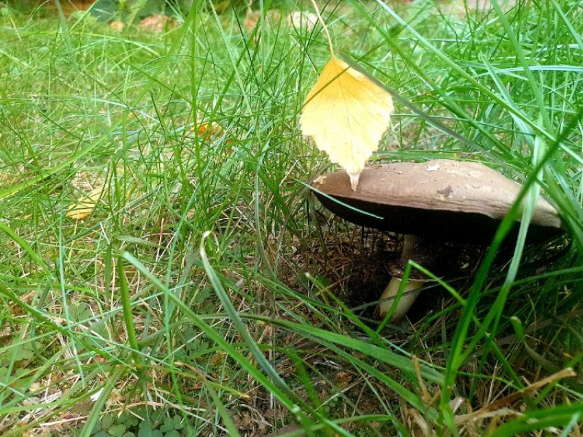 С дождливой погоды начнется середина рабочей недели в Волгодонске 