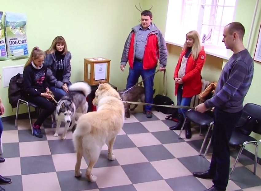 В Волгодонске наградили победителей конкурса «Самый лучший пес»