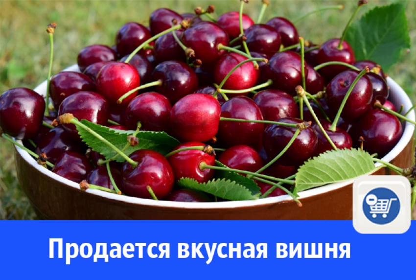Продается вкусная вишня ведро 10 л - 500 р