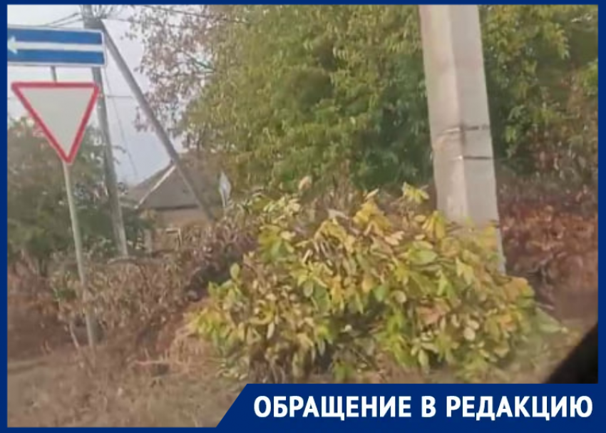 «С каждым разом их становится больше»: неубранные деревья на Горького угрожают безопасности водителей в Волгодонске