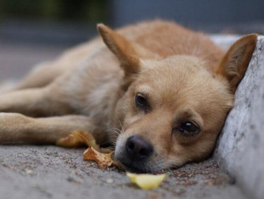 Бездомные животные массово гибнут от отравленной еды в Волгодонске