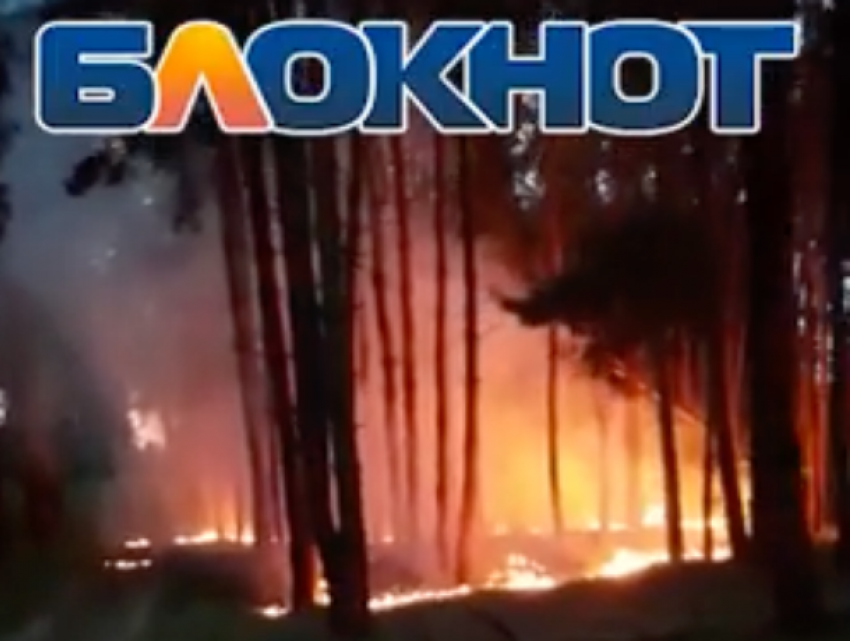 Волгодонцы своими силами тушили пожар в сосновом лесу неподалеку от поселка Сосенки