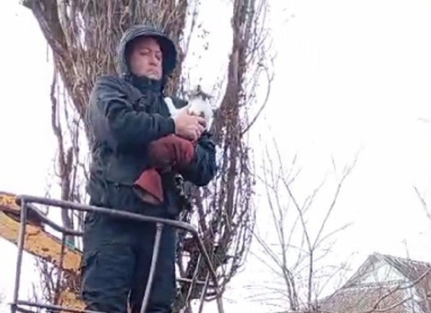 Для спасения кошки с 30-метровой высоты в хуторе Рябичев волонтеры провели спецоперацию с использованием автовышки