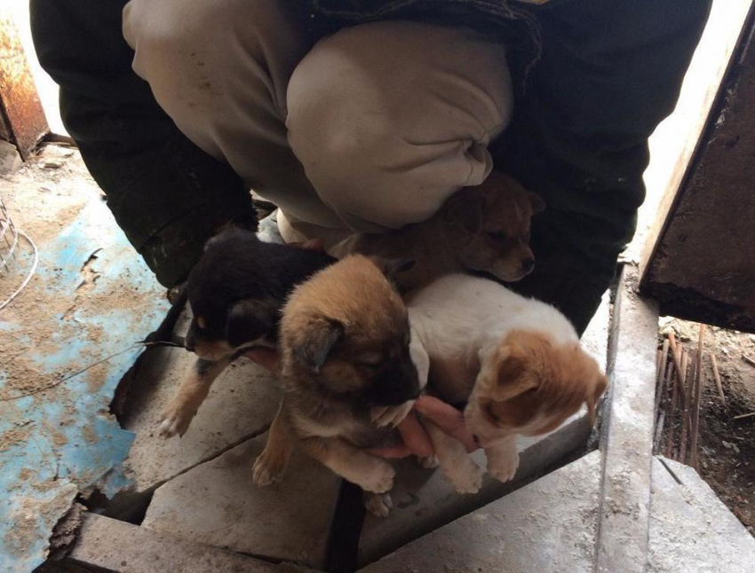 "Это невероятно": Семеро щенков, спасенных в Красном Яру, обрели дом