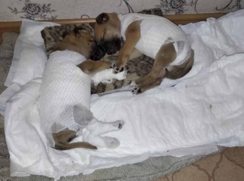 Выживших в пожаре на выезде из Волгодонска двух щенков взяли на передержку