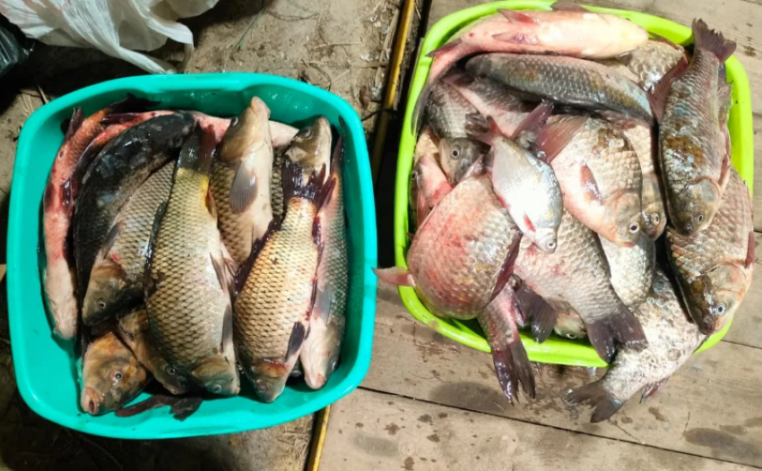 Описторхоз на тарелке: волгодонцев предупредили об опасности стихийной торговли рыбой