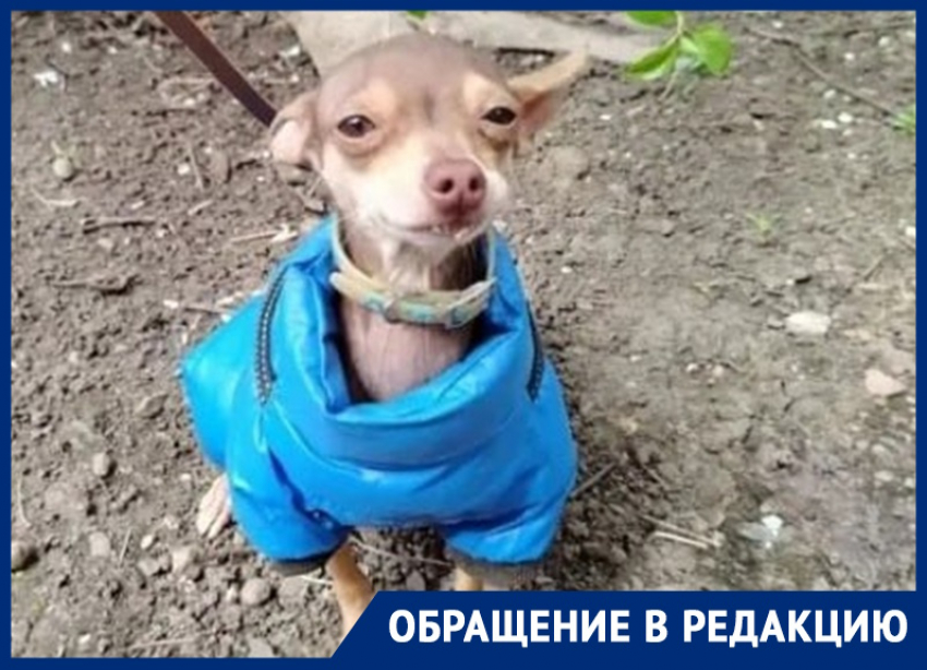 «Крошечный той-терьер в синей курточке потерялся на зимовниковской трассе, малыш ищет нового хозяина»: волгодончанка