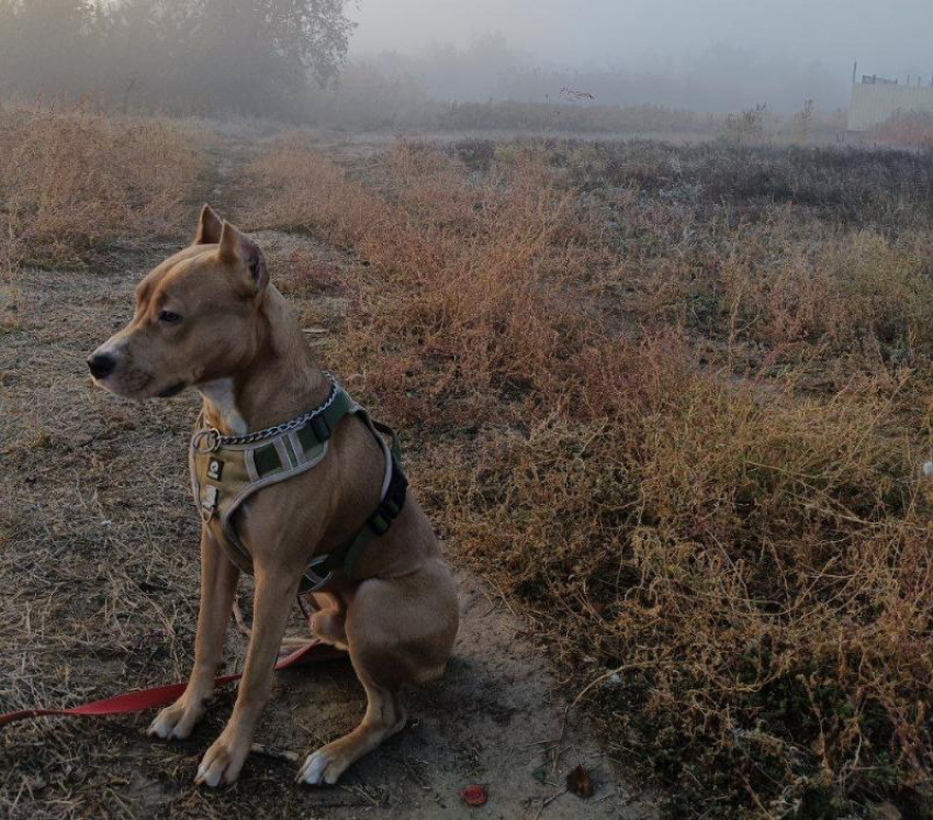 Волгодонские ветеринары рассказали как предотвратить бешенство ваших животных