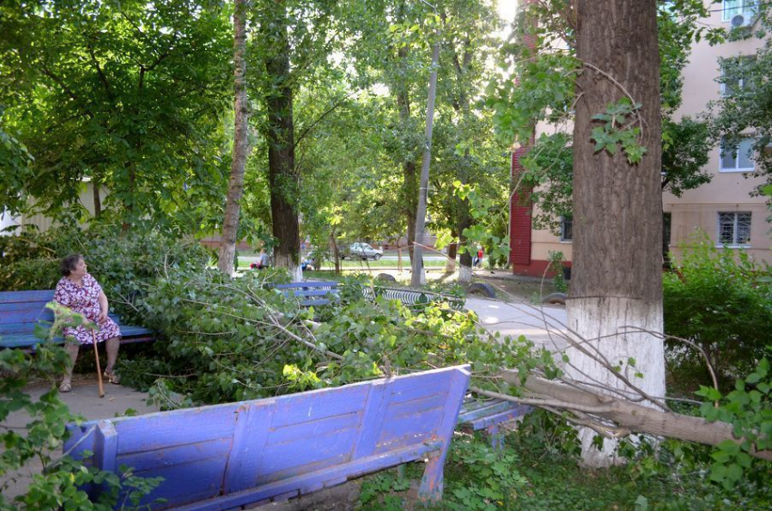 В одном из дворов Волгодонска упавшее дерево едва не задавило детей