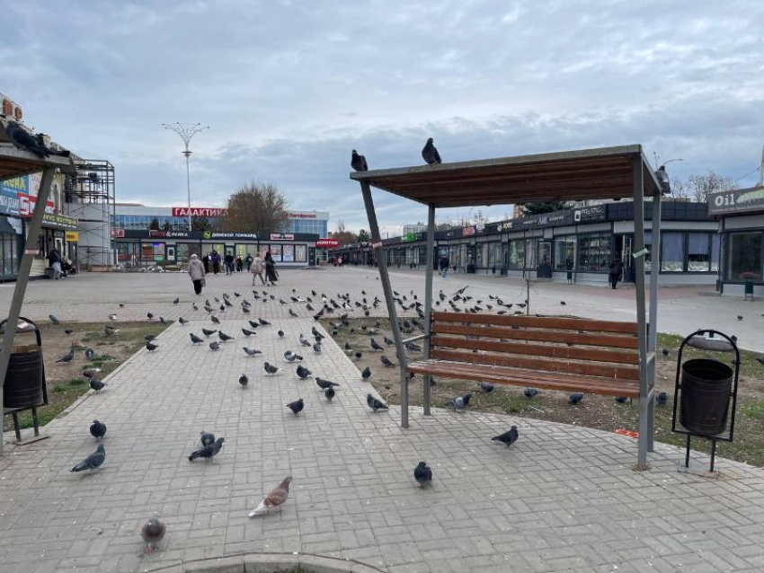 Облюбованные голубями лавочки в центре Волгодонска помоют от птичьего помета