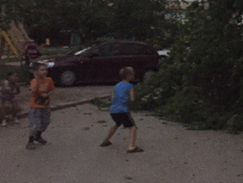 Раскрывшийся как бутон абрикос перекрыл дорогу в центре Волгодонска 