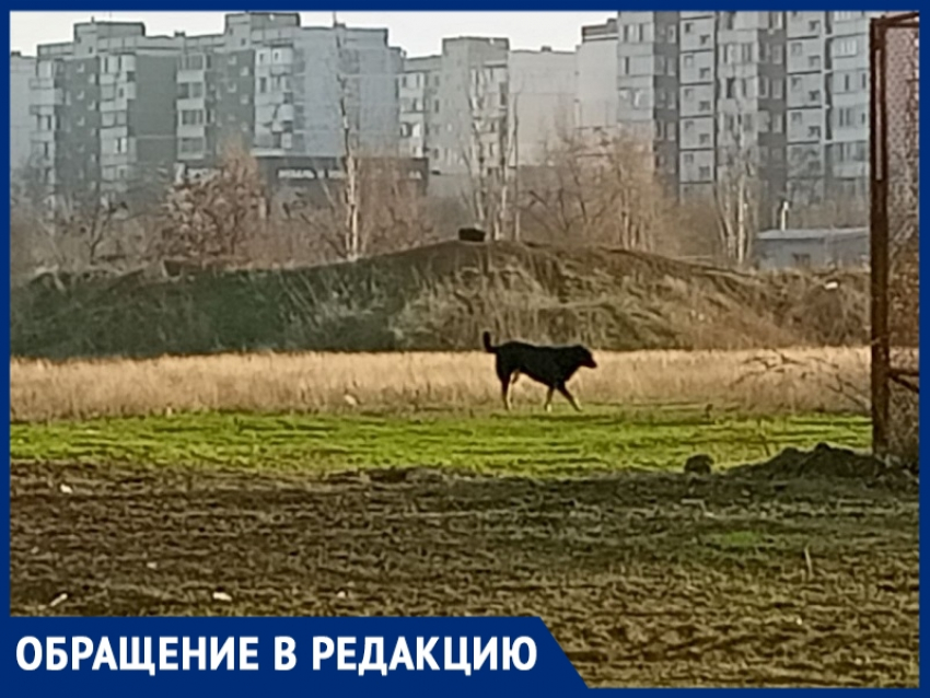 После пожара на рынке «Авангард» оголодавшие собаки стали бросаться на людей