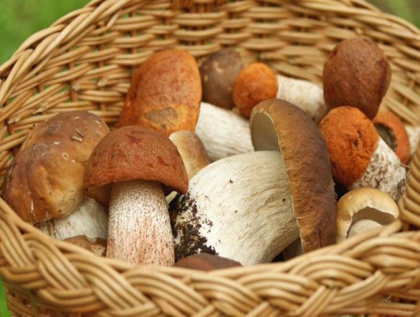 Двое волгодонцев отравились грибами из Цимлянского района