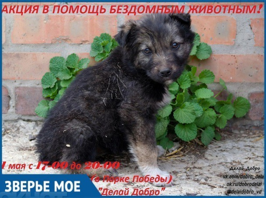 В День весны и труда в Волгодонске пройдет благотворительная акция в помощь бездомным животным