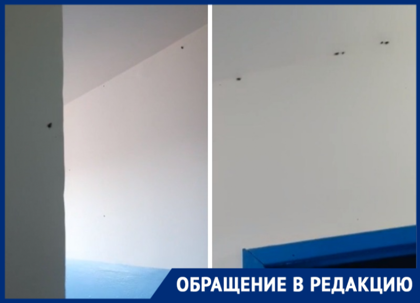 «Тараканы заполонили наш подъезд и лезут в квартиры»: волгодонцы